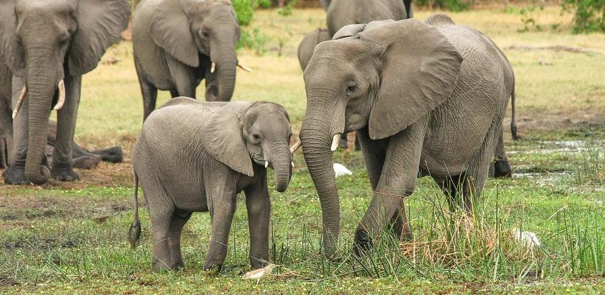 Svjetski dan slonova