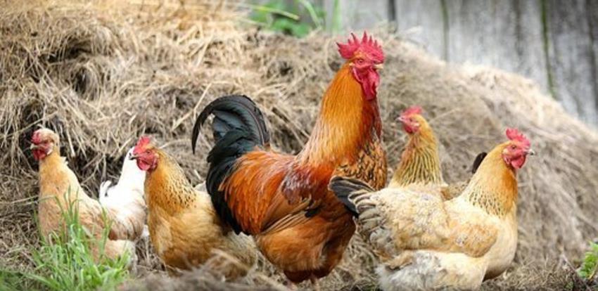 Više od 200 hiljada kokošaka uginulo na farmi 'Agromont'