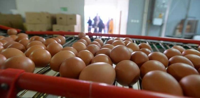 Do kraja godine moguć izvoz konzumnih jaja na EU tržište