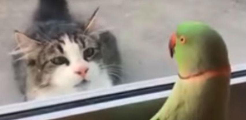 Papagaj i mačka: Sad me vidiš, sad me ne vidiš
