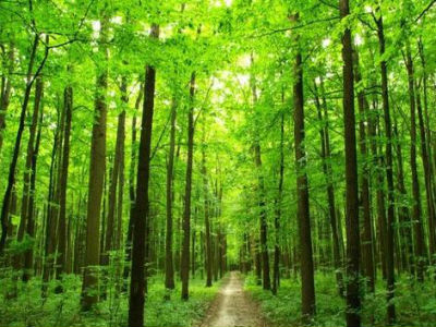Simpozij o aktivnosti u sanaciji i prevenciji zdravstvenog stanja šuma 