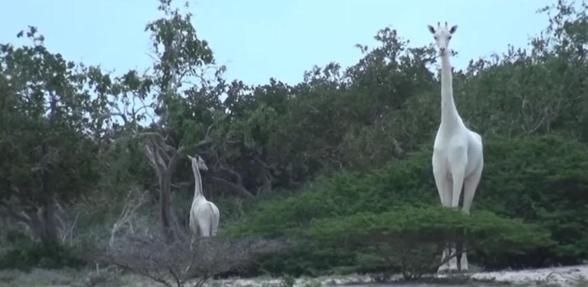 Magični prizor: Bijele žirafe snimljene po prvi put u historiji