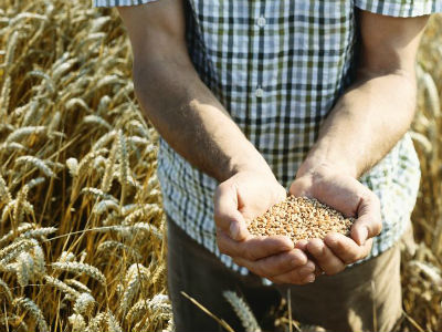 Agrokontrola: Tvrtka koja se usudila krenuti u proizvodnju domaćeg sjemena 