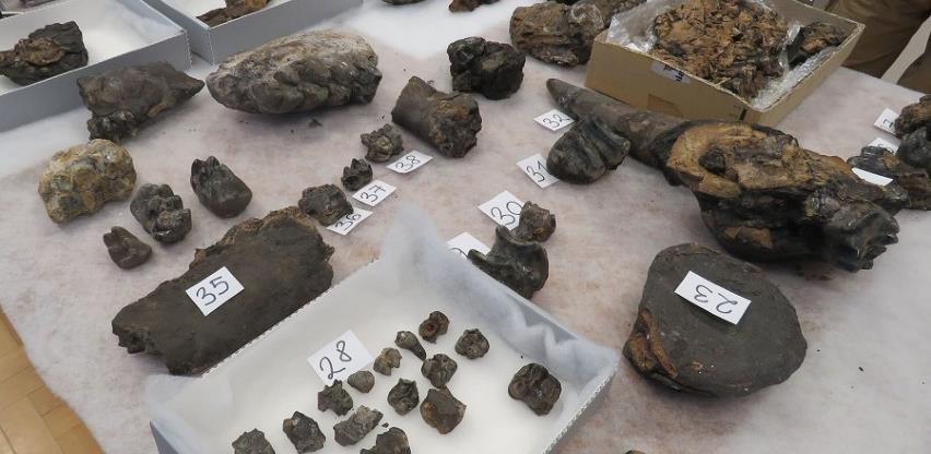 Fosilne ostatke praslonova neprocjenjive vrijednosti krijumčari preprodavali za 1.500 KM