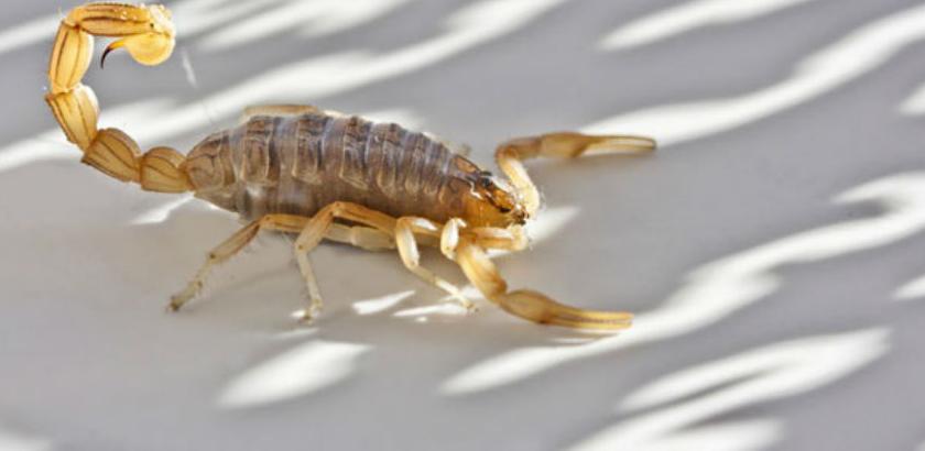 Otrov škorpije najskuplja tečnost na svijetu