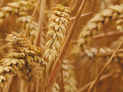 Mlinari spremni da otkupe sve količine pšenice