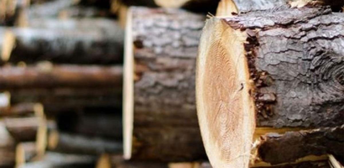 drva izvoz 