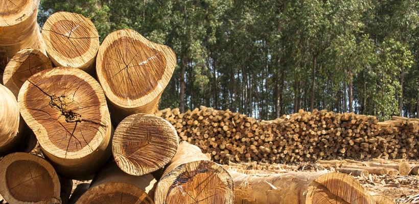 Drvoprerađivači u RS-u ostvarili rast izvoza za 10,5 posto