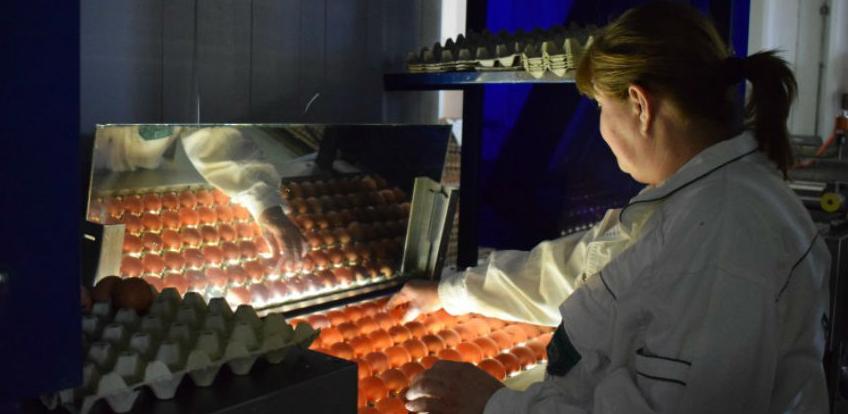 Proizvođači pozdravljaju odluku o odobrenju izvoza konzumnih jaja