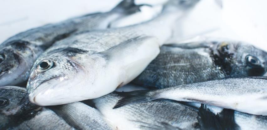 Povećan izvoz ribe iz BiH