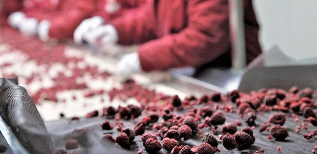Proizvodnja jagodičastog voća u Podrinju postaje profitabilnija