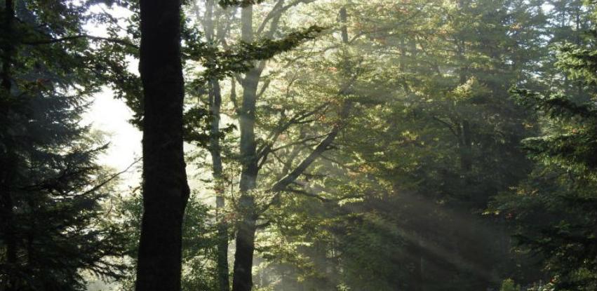 Prašuma Perućica, jedinstveni biser biodiverziteta na tlu Evrope