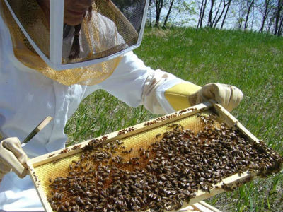 Pčelari traže zakonske nadoknade za štete
