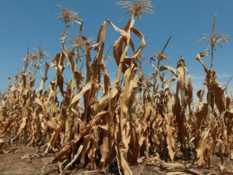 Šteta u poljoprivredi zbog velike suše veća od 500 miliona KM