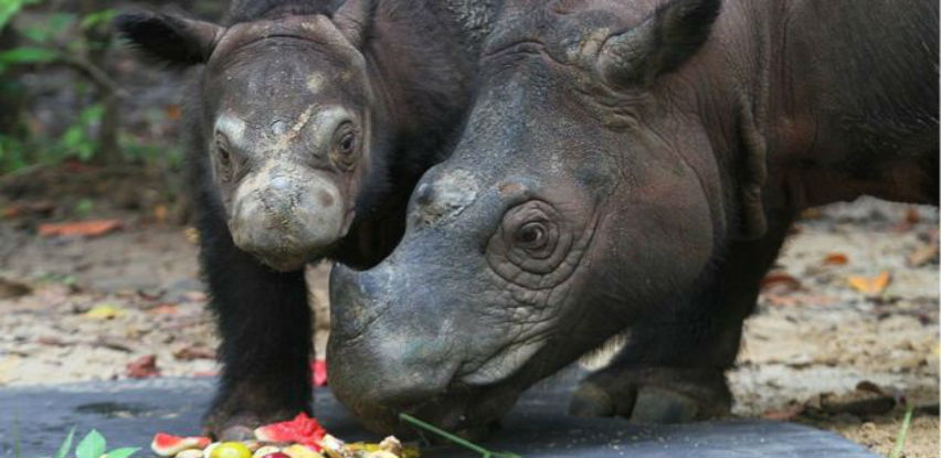Uginuo posljednji mužjak sumatranskog nosoroga u Maleziji