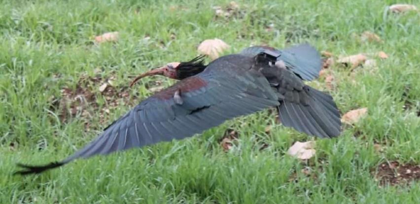 ćelavi ibis