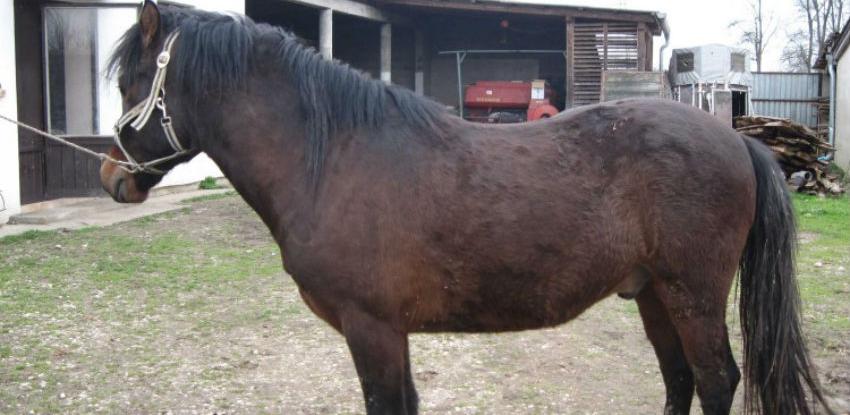 Selektivni uzgoj bosanskog brdskog konja u Posavini