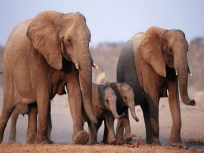 Mužjaci afričkog slona imaju i nježniju stranu