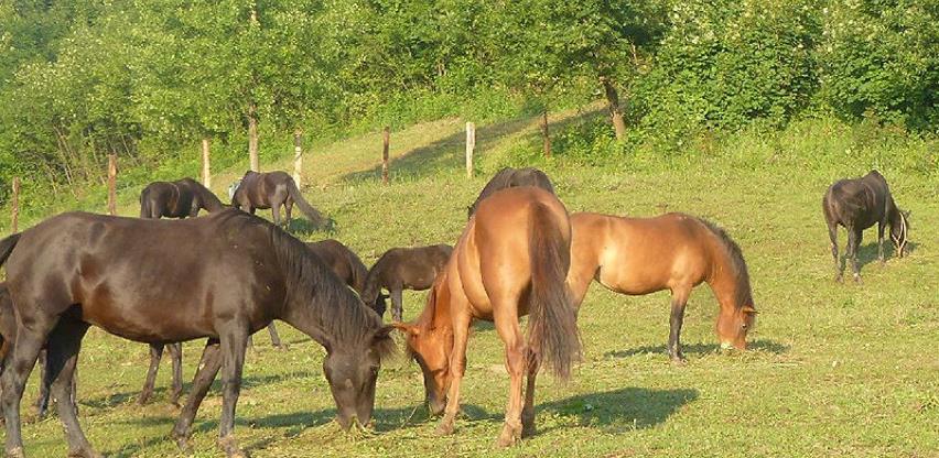 U toku pripreme za osnivanje novih ergela bosanskih brdskih konja