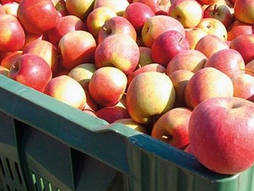 Otklonjene smetnje za nastavak izvoz voća i povrća u Rusku Federaciju