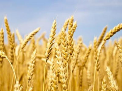 Za sufinanciranje sjetve pšenice utrošeno 273.433 KM