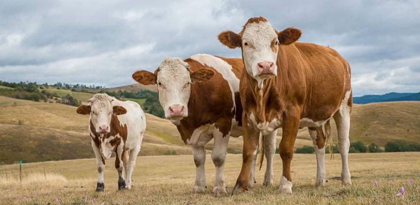 U animalnoj proizvodnji u prošloj godini smanjen broja goveda