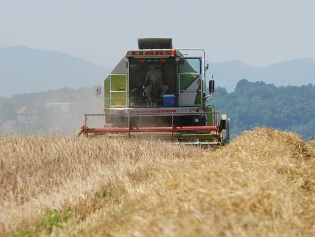 Zbog slabog roda pšenice u okruženju i u BiH moguće povećanje cijena brašna