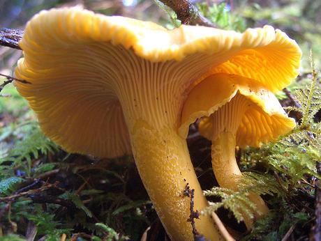 Rod gljiva dobar, ali su cijene niske