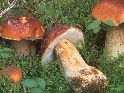 Kiša pogoduje gljivarima: Dnevna zarada od 60 do 300 maraka