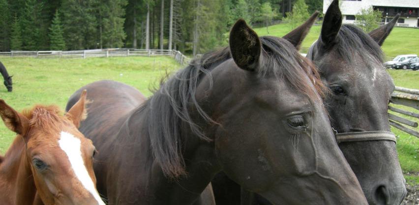 Nakon dugogodišnje zabrane BiH ponovo dobila dozvolu za izvoz konja u EU