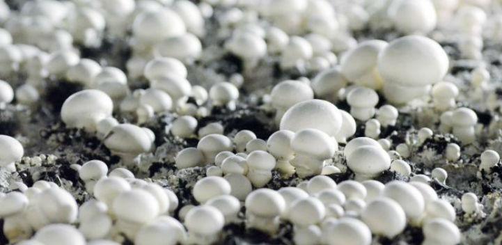 Tuzlanski gljivari bilježe rast proizvodnje