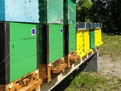 EU pomaže unaprijeđenje proizvodnje meda u BiH