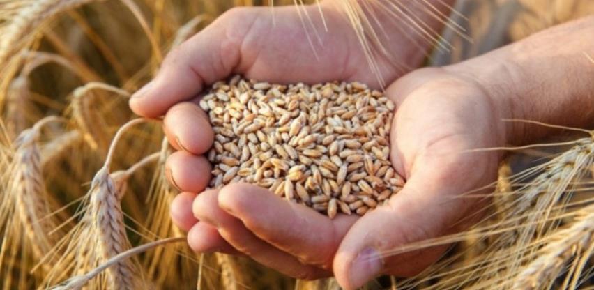 izvoz pšenice