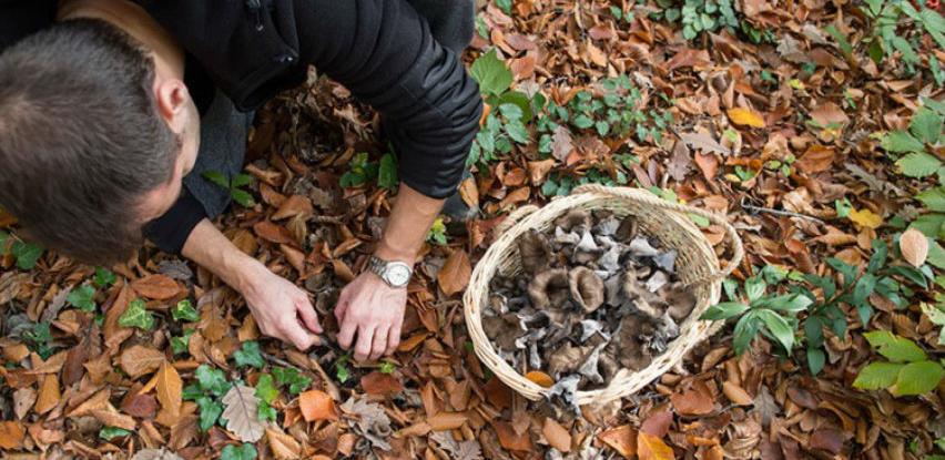 Šumske gljive iz BiH osvojile strane trpeze