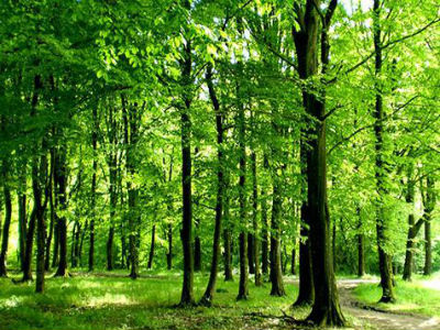 Donijeti zakone koji će osigurati održivo upravljanje šumama
