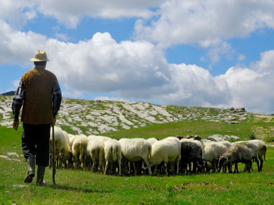 U Makedonji nitko neće da bude pastir