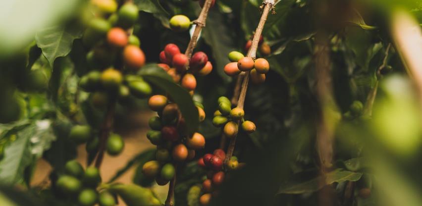 Havaji su jedina američka država u kojoj se uzgajaju kafa, kakao i vanilija
