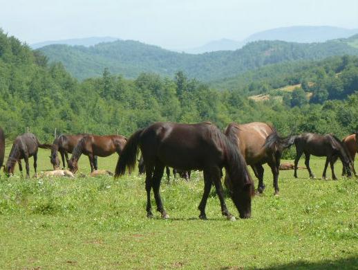Za spas bosanskog brdskog konja: Prije rata 20.000 grla, sada samo 140
