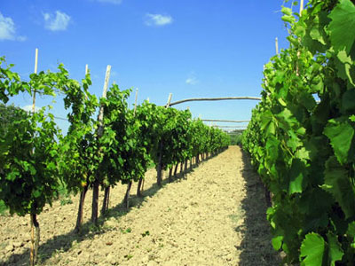 Promjene klime prijetnja proizvodnji vina u EU