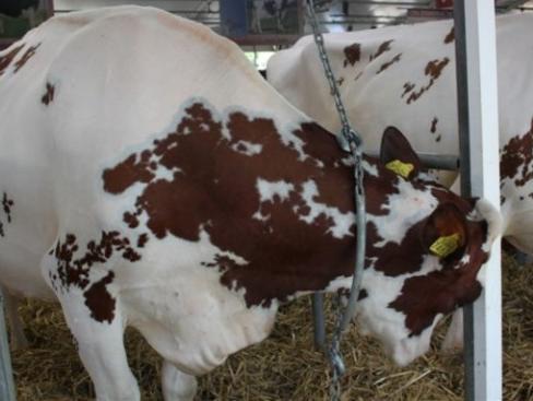 Prijeti nestašica mlijeka, stočni fond skoro pa uništen