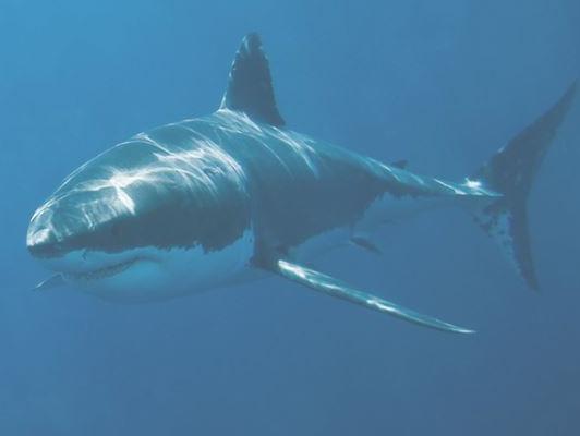 Australija: Morski psi koriste Twitter da bi upozorili plivače
