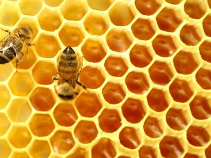 U RS-u godišnje se proizvede između 1.500 i 3.000 tona meda
