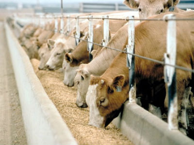 U farmu za uzgoj goveda Hifa planira ulaganje od 25 milijuna KM