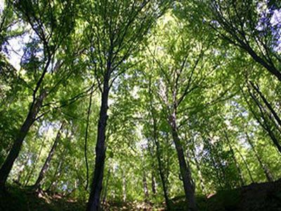 Inicijativa Skupštine ZDK-a: Uskoro novi zakon o šumama FBiH
