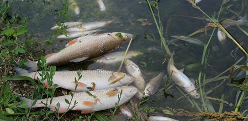 Mini hidrocentrala prouzokovala pomor ribe u Lašvi, ribari ogorčeni