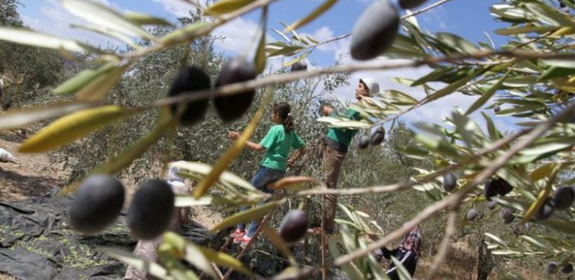 Palestinci će proizvesti 16.500 tona maslinovog ulja, počela berba