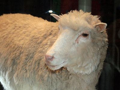 Dvadeset godina od ovce Dolly