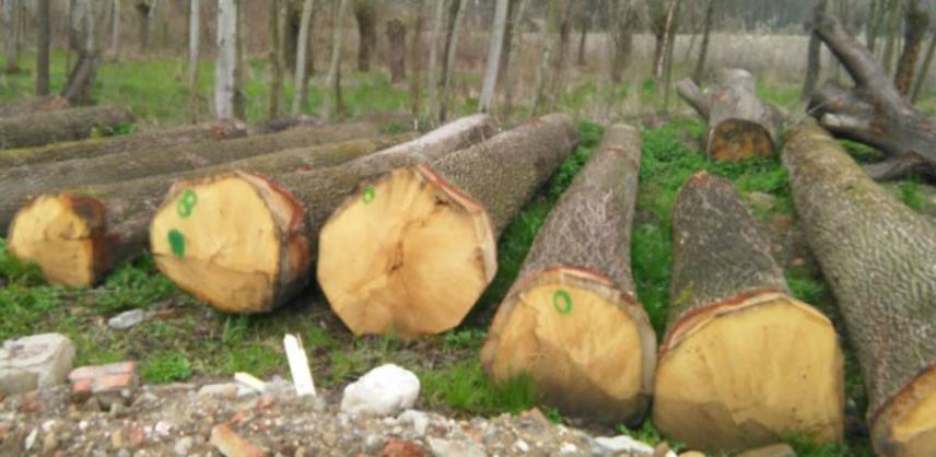 U FBiH smanjenje proizvodnje i prodaje šumskih sortimenata