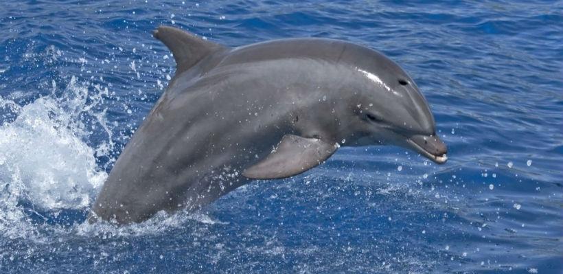 U crnogorskim vodama plivaju dvije vrste delfina