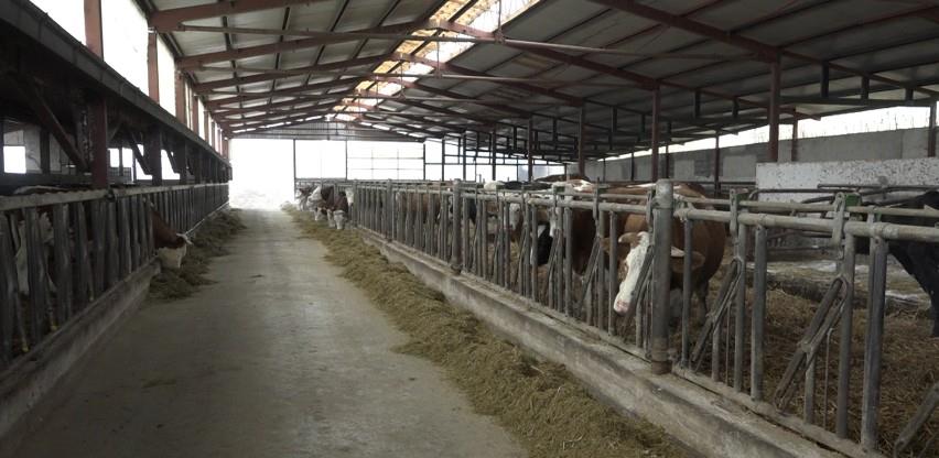 Firma Zuca iz Cazina planira proizvoditi 1500 litara mlijeka dnevno